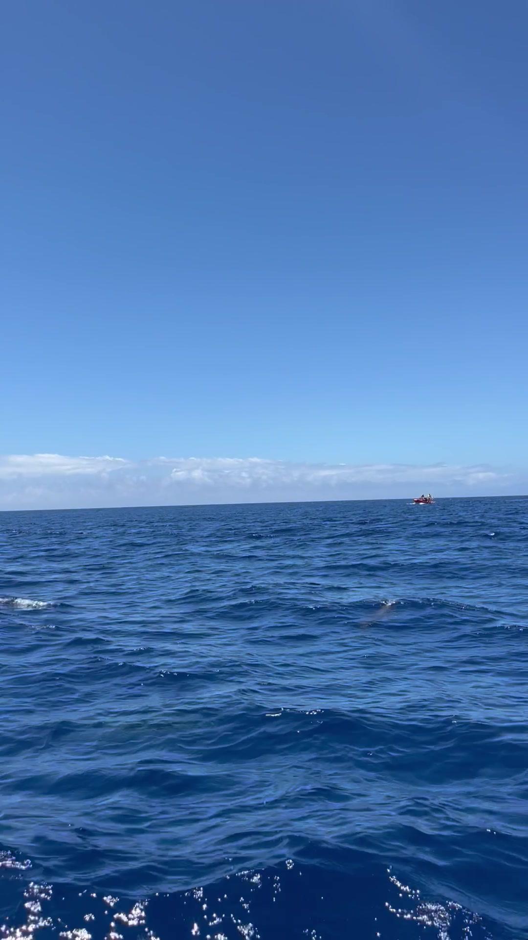 Dolphins Swimming in the Open Ocean